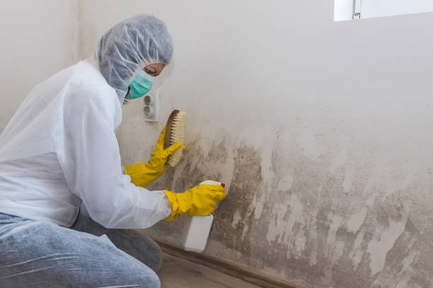 Best Residential Mold Removal  in Lan, MI