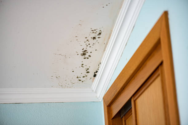 Best Mold Removal Company Near Me  in Lan, MI