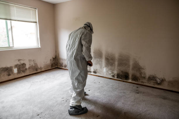 Best Emergency Mold Removal  in Lan, MI