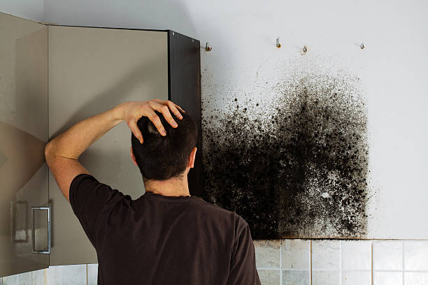 Best Emergency Mold Removal  in Lan, MI