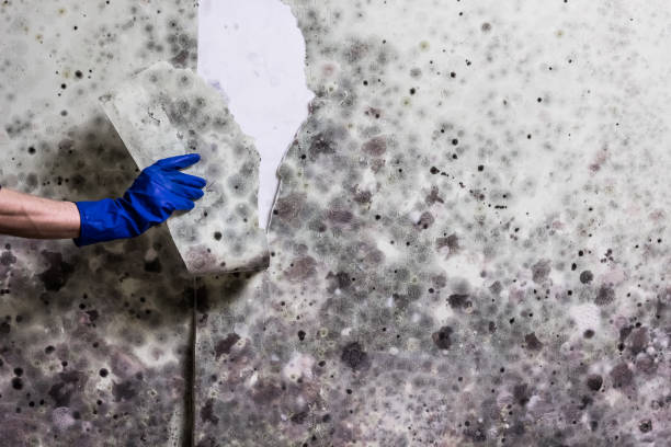 Best Residential Mold Removal  in Lan, MI