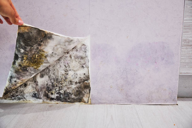 Best Same-Day Mold Removal  in Lan, MI